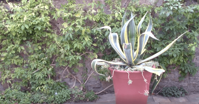 Agave americana, 'Mediopicta Alba' (Century Plant) makes for a lovely outdoor container plant.