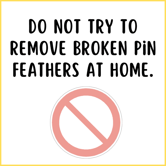 Never try to deal with your bird's broken pin feather at home. It could result in a broken wing or worse.