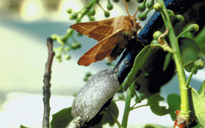 Female forest tent caterpillar moth with a mass of eggs.