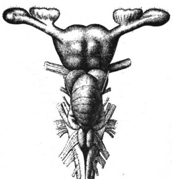 A drawing of a dogfish shark's brain. It looks a lot like a woman's reproductive system, doesn't it? This is why I like calling my period "Shark Week".
