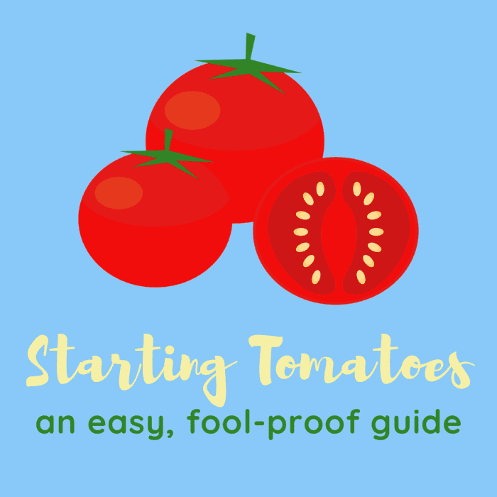 Starting tomatoes indoors gives you the best chance of planting them out on time and getting a good crop.