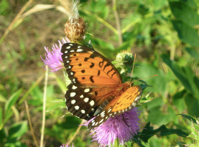 The regal fritillary