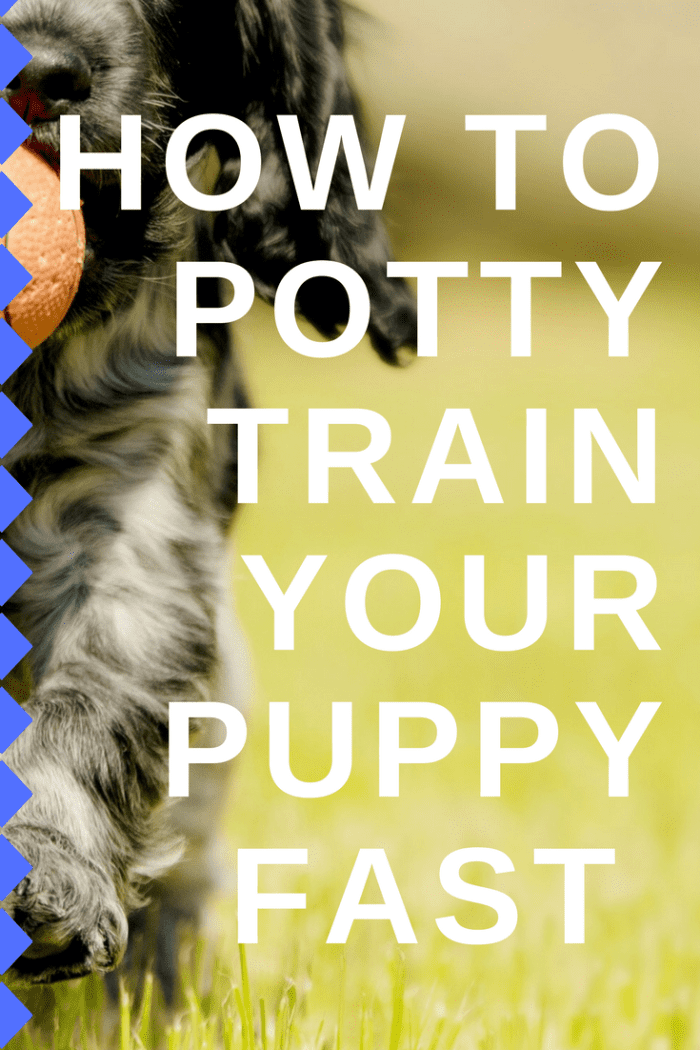 How to Quickly Potty Train Your Puppy - HubPages