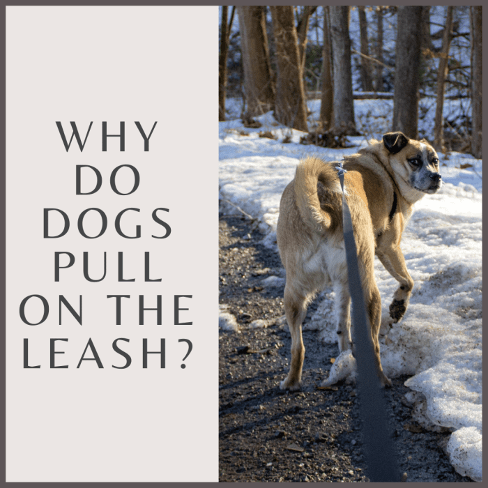 Why Does My Dog Always Pull on the Leash? PetHelpful