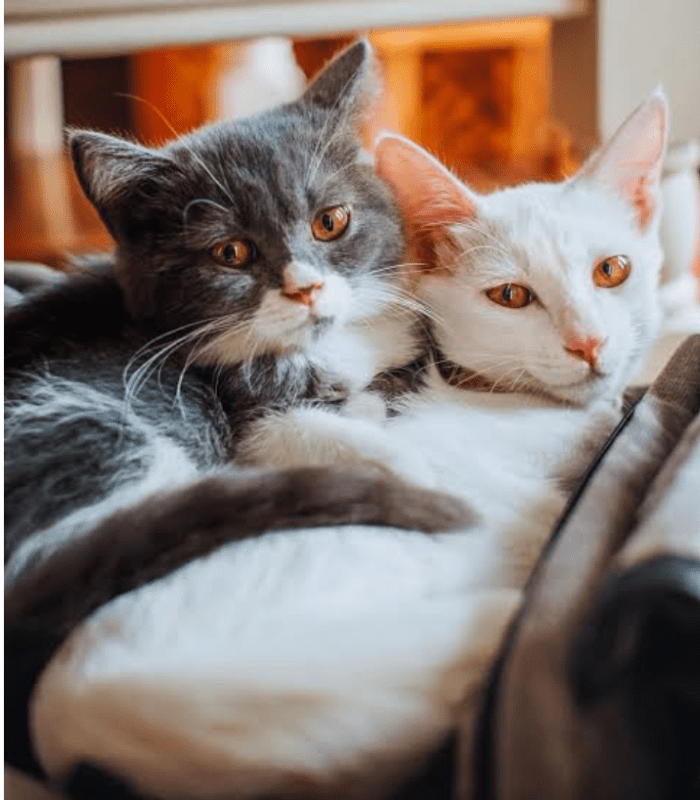 How to Keep Cats Healthy? HubPages
