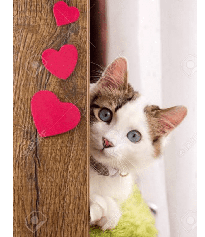 How to Keep Cats Healthy? HubPages