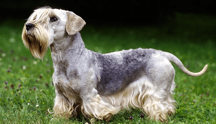 20 Best Rare and Unique Dog Breeds - HubPages