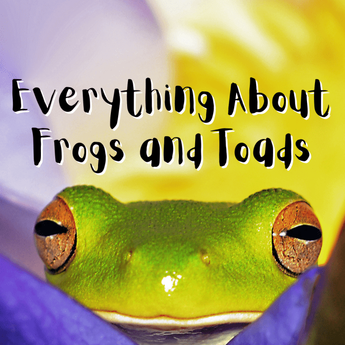 Frogs and Toads: Facts and Info - Owlcation