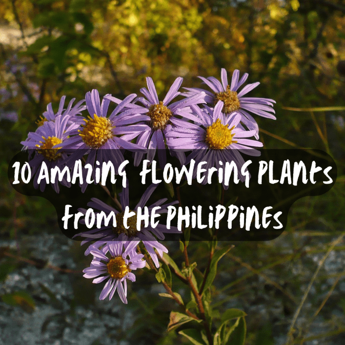 10 Most Beautiful Flowering Plants From The Philippines HubPages 10-most-beautiful-flowering-plants-from-the-philippines-hubpages