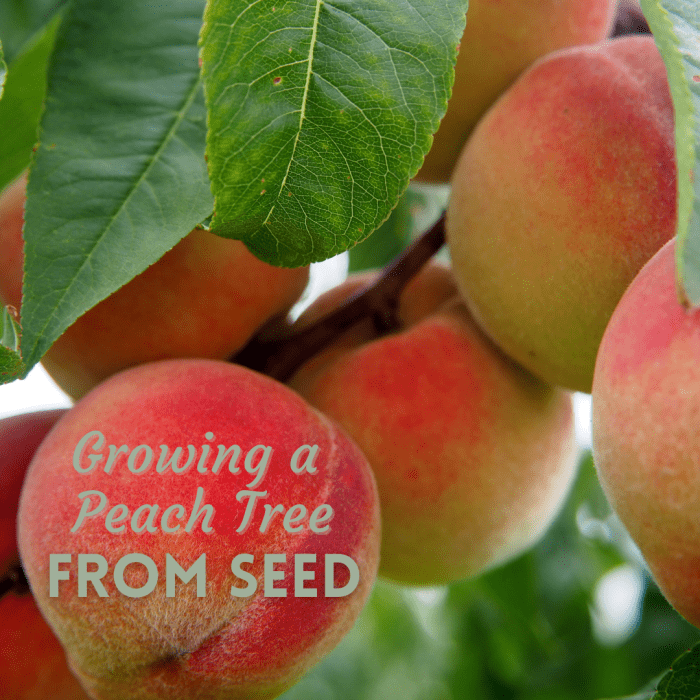 How to Grow a Peach Tree From Seed - Dengarden