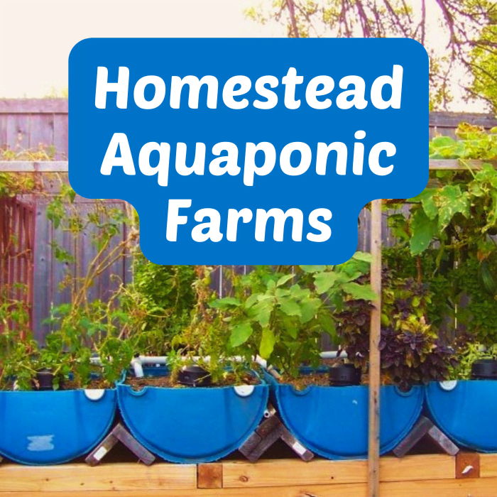 Learn about home-based aquaponics farming, which involves raising both fish and veggies in a single system.