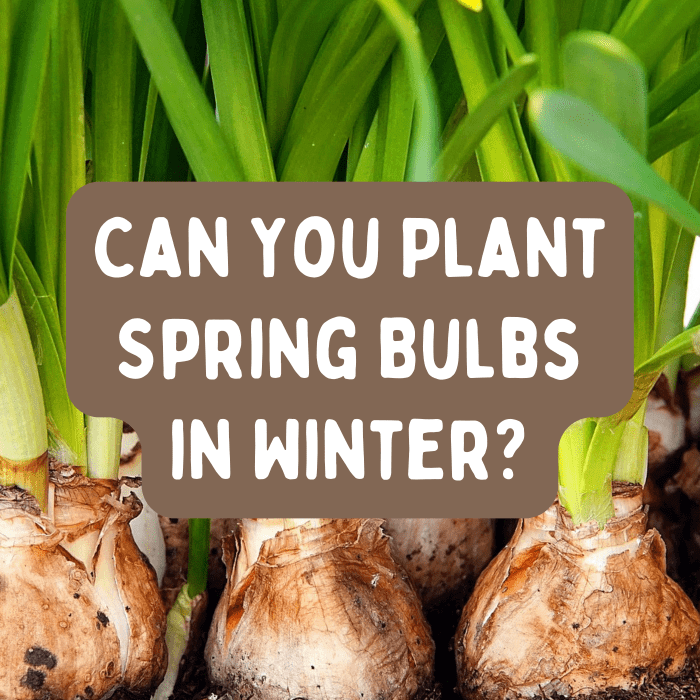 Is It Too Late to Plant Spring Bulbs? Dengarden