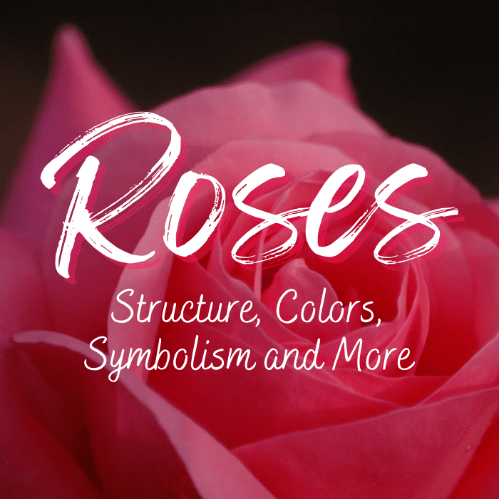 the-rose-flower-structure-uses-and-symbolism-with-pictures-letterpile