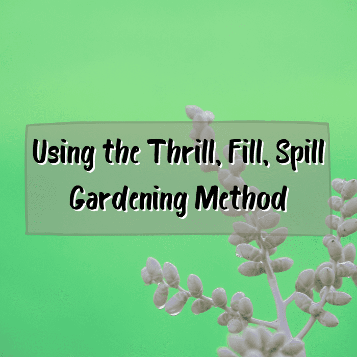 This article will provide information on the "thrill, fill, and spill" method of container gardening made famous by "Better Homes and Gardens."