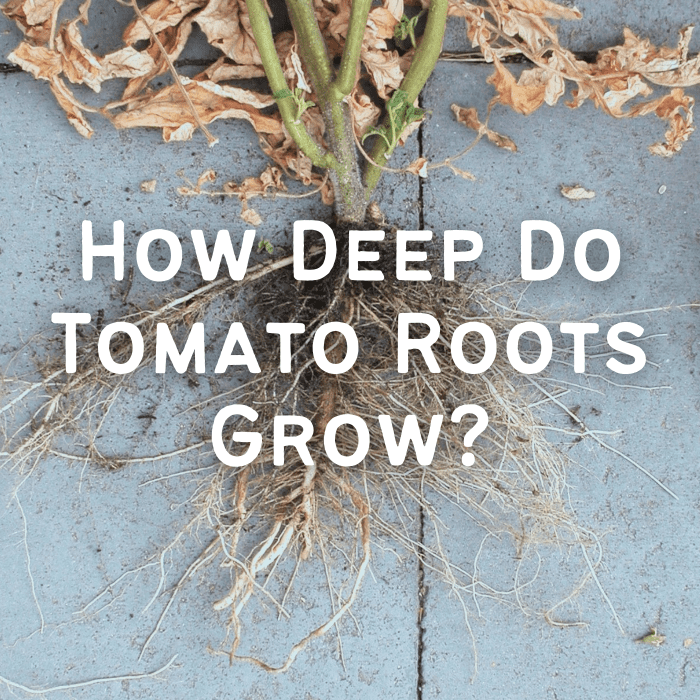 An effective root system on a determinate tomato variety. Notice the bunch of roots that have grown out of the buried stem.