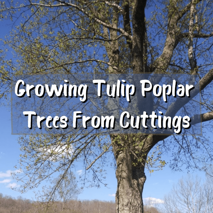 How to Grow Tulip Poplar Trees From Cuttings Dengarden
