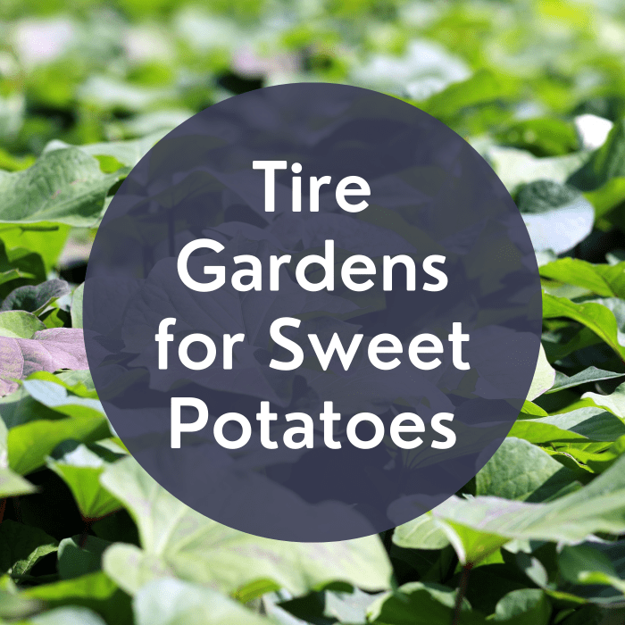 How to Grow Sweet Potatoes in Tires Dengarden