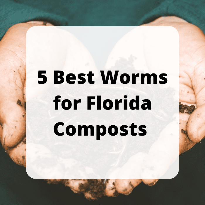 Five best worms for Florida composts and gardens