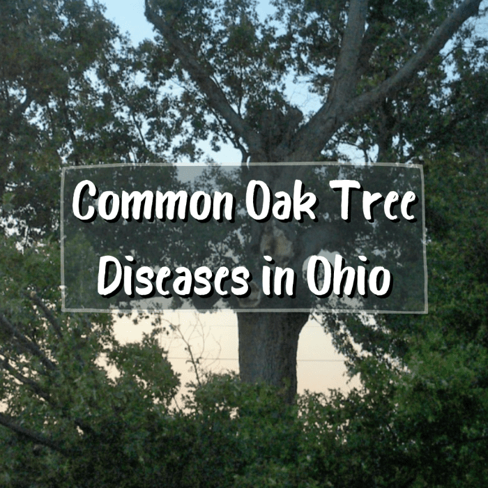 15 Common Oak Tree Diseases in Ohio - Dengarden