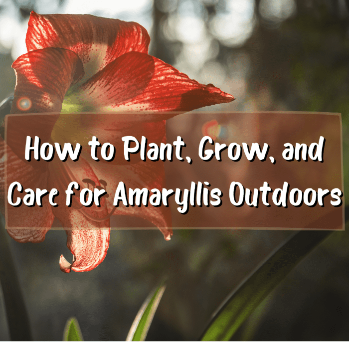 Amaryllis care outdoors is made easy with this guide on how to plant, grow, and care for them. Planting amaryllis outside will be a breeze after reading this article!
