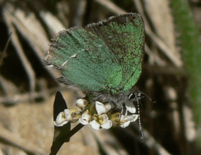 The Sandia Hairstreak