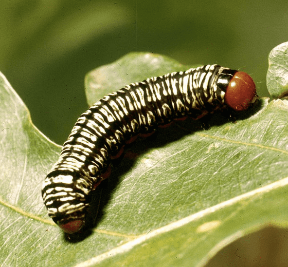 Zebra caterpillar