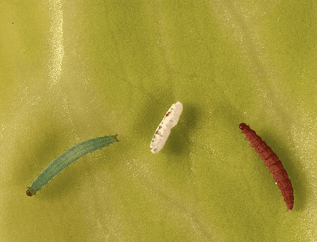 Diamondback moth caterpillars and pupal shell