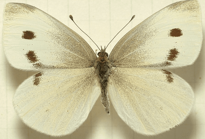 Cabbage white butterfly