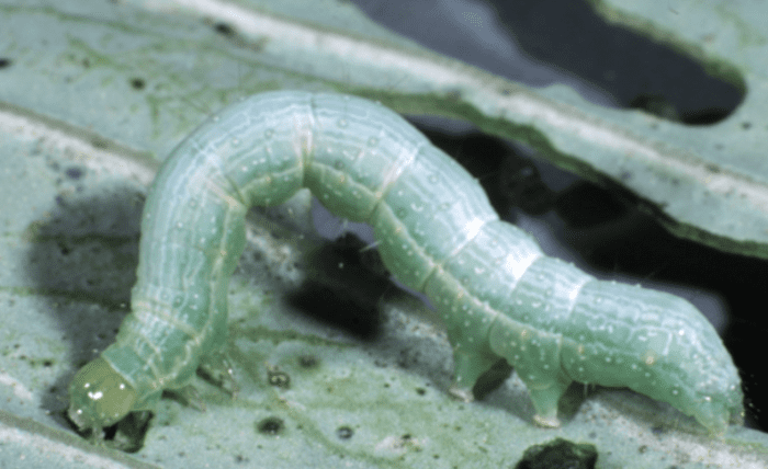 Cabbage looper caterpillar