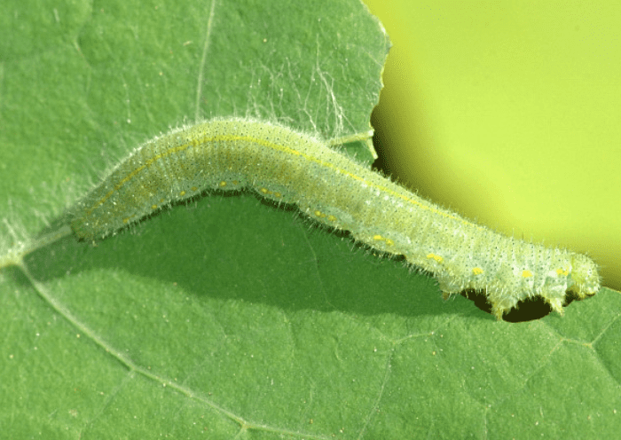 The caterpillar of the destructive cabbage white