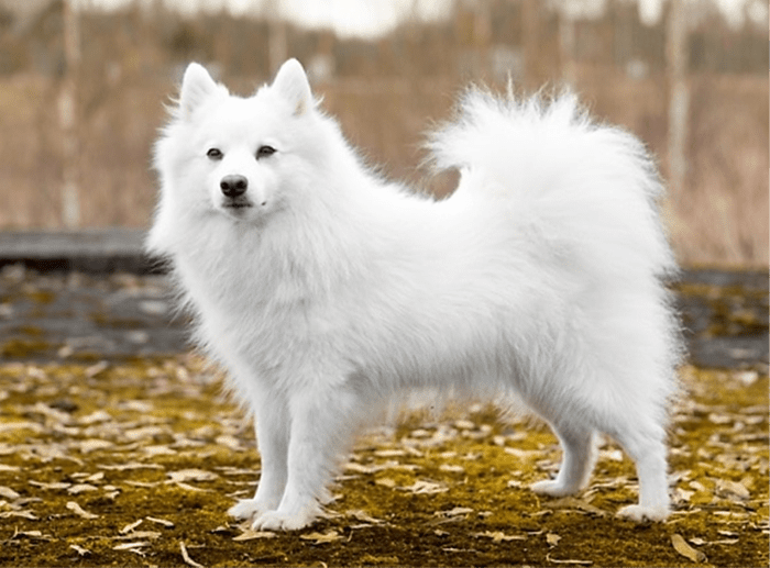 20 Dog Breeds Best Suited for South Indian Climate - HubPages