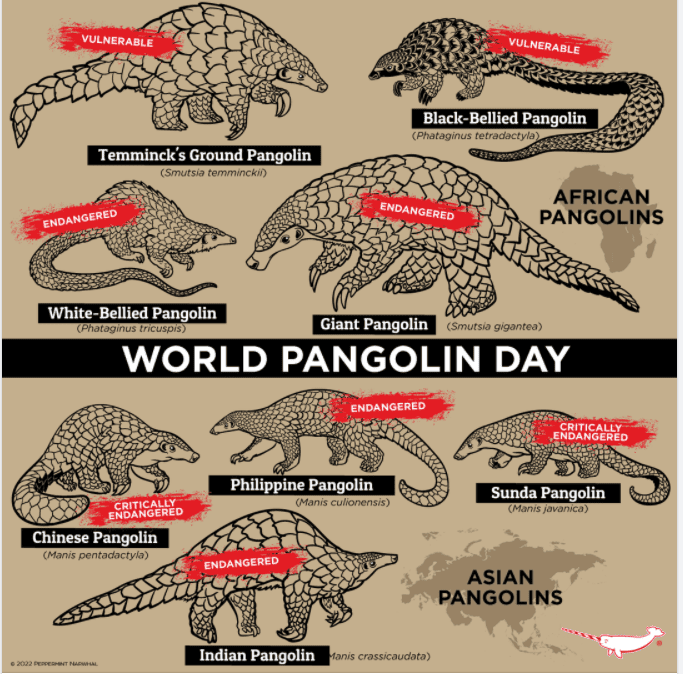 World Pangolin Day HubPages