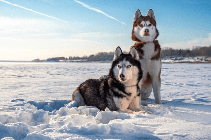 20 Dog Breeds Best Suited for North Indian Climate - HubPages