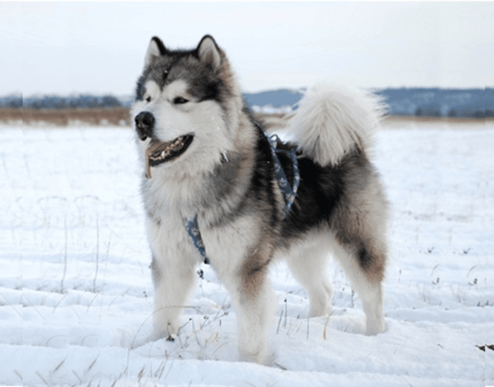 20 Dog Breeds Best Suited for North Indian Climate - HubPages