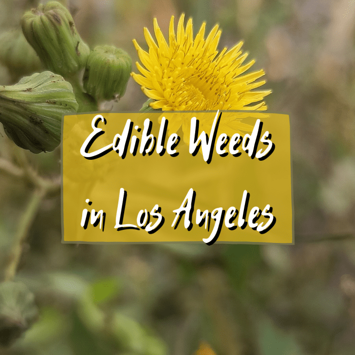 This article will help you forage for edible weeds in the greater Los Angeles area. Believe it or not, you can find a lot of edible and healthy weeds growing around this large city!
