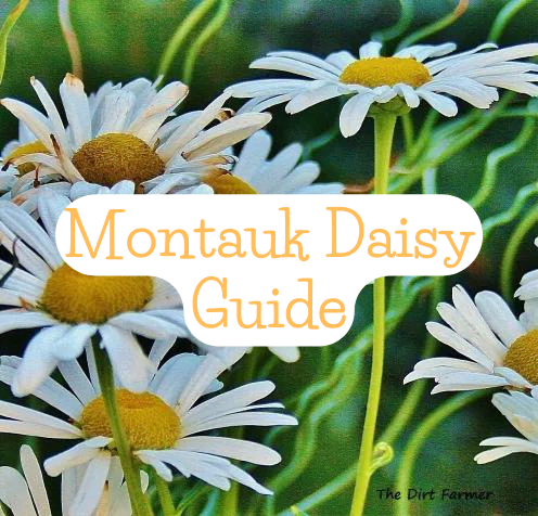 Because Montauk flower stems are long and sturdy, they're a popular choice for cutting gardens and floral arrangements.