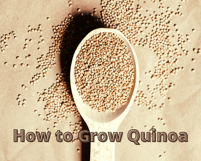 Garden Tips From the Micro Farm Project How to Grow Quinoa Dengarden