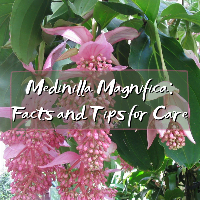 Read on for Medinilla magnifica facts and care tips. The photo above shows a beautiful specimen in bloom.