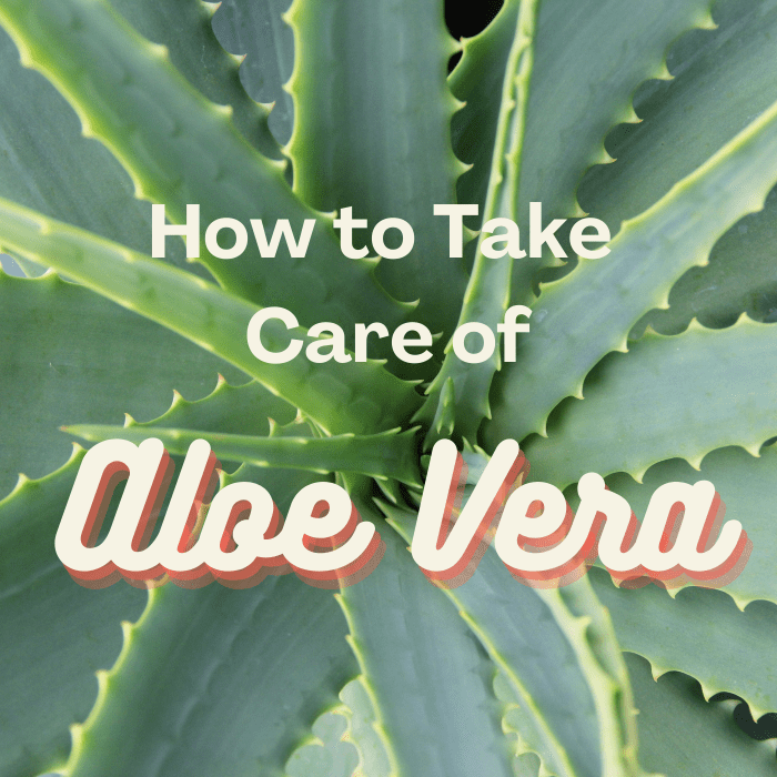Aloe Vera Care Instructions How To Keep Your Plant Healthy Dengarden 1192