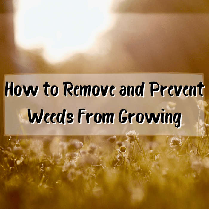 Are you looking at your yard and wondering how to prevent weeds from growing? Look no further! This guide will help you get rid of those pesky weeds and keep them away for good.