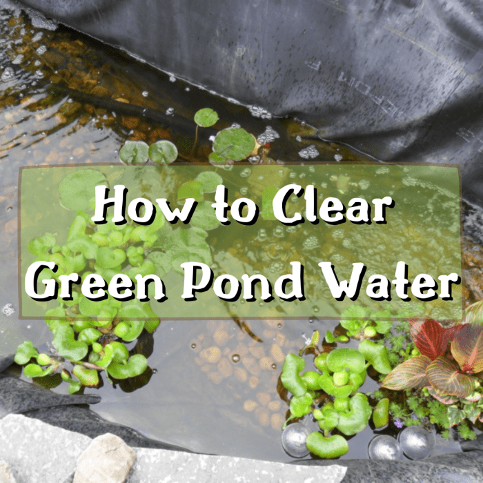 How to Clear Green Pond Water Dengarden