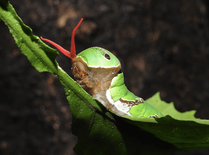 Osmeterium on a Related Swallowtail Caterpillar Species
