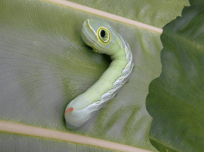 Pergesa Hawk Moth Caterpillar