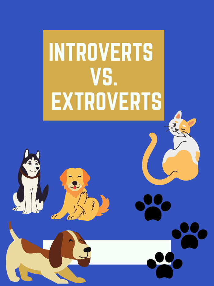 How To Tell What Is Someone s Myers Briggs Personality Owlcation