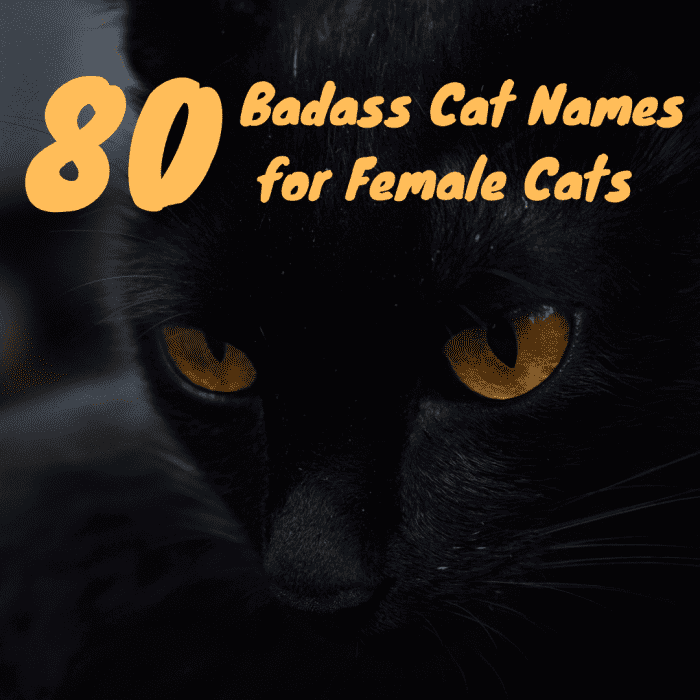 100-badass-cat-names-for-stealthy-female-cats-pethelpful