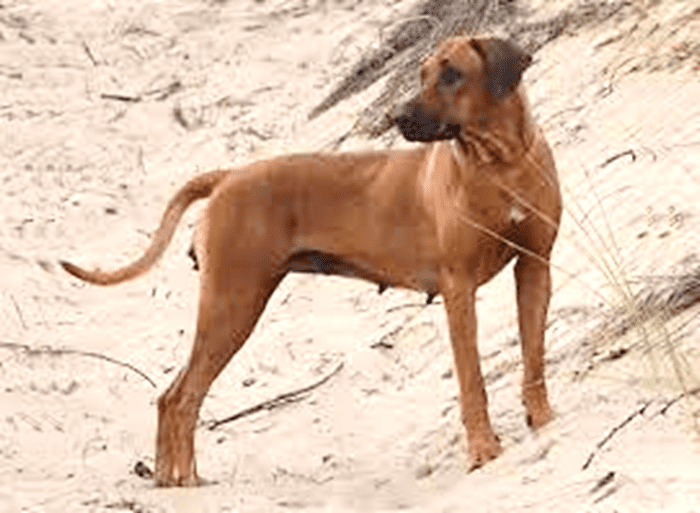 Kombai Dog Breed Information, Facts and Characteristics PetHelpful