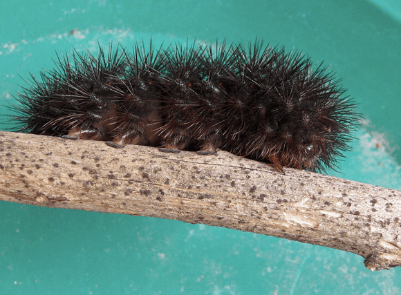 The spiny caterpillar of the giant leapord moth shows bright crimson bands when it rolls up