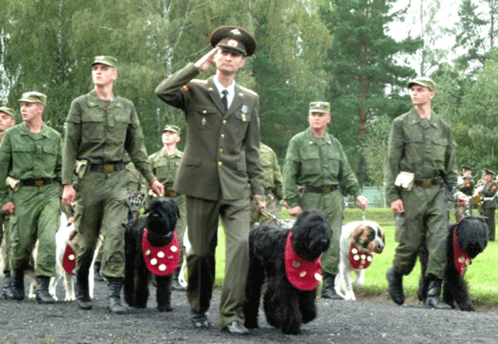 Black Russian Terrier (Russian Black Terrier, the Pearl of Russia, the Tchiorny Terrier, the BRT or simply as the Blackie)