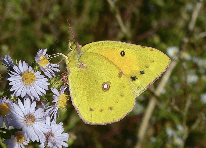The orange sulphur butterfly, which flies in the spring