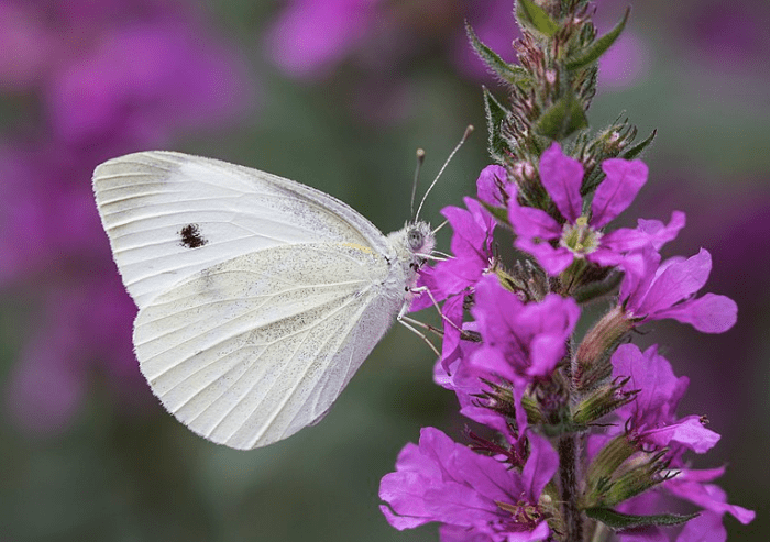 The cabbage white, one of the first insects of spring